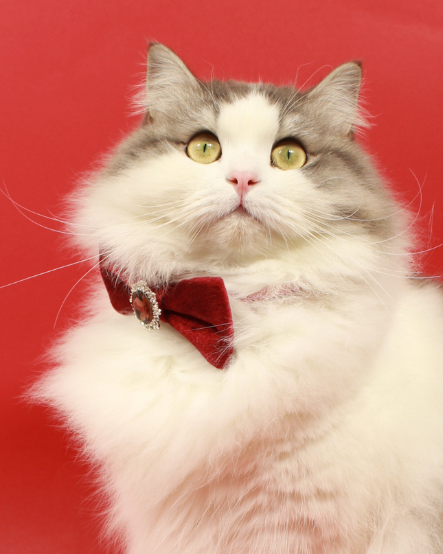 MoriCat Christmas Red Bowtie and Collar Set for Cats