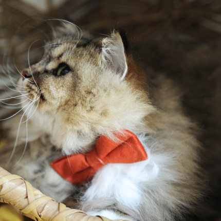 MoriCat Orange Bowtie and Collar Set for Cats