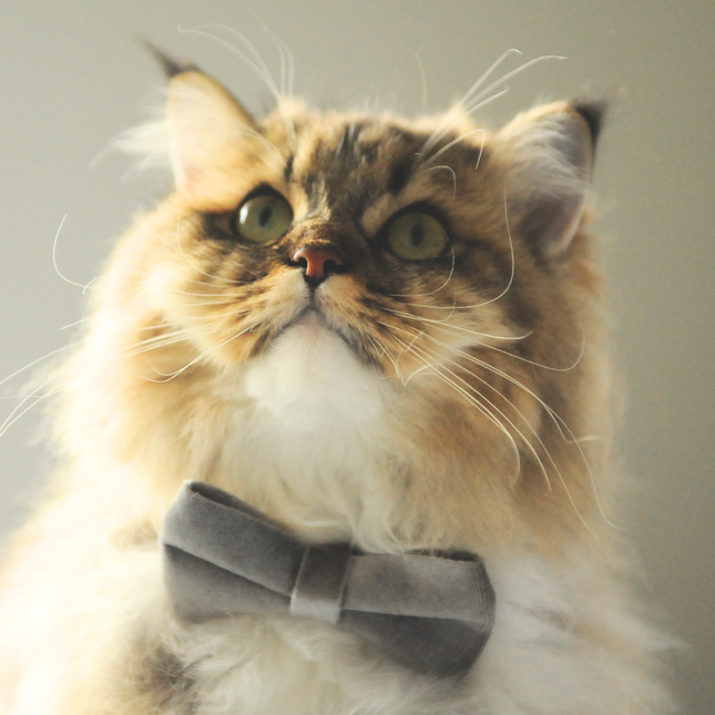 MoriCat Silver Bowtie and Collar Set for Cats