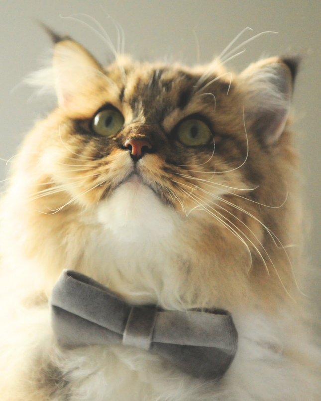 MoriCat Silver Bowtie and Collar Set for Cats