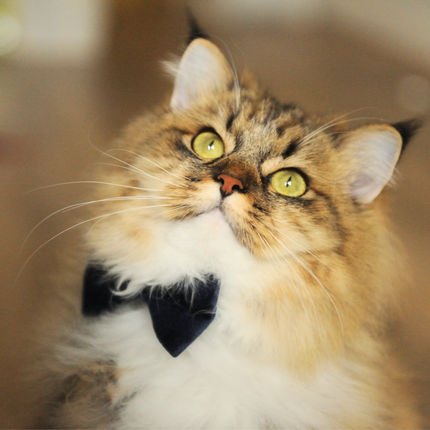MoriCat Black Bowtie and Collar Set for Cats