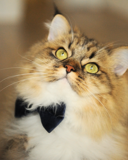 MoriCat Black Bowtie and Collar Set for Cats