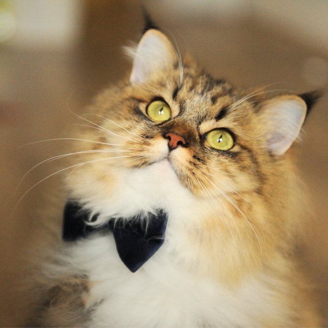 MoriCat Black Bowtie and Collar Set for Cats