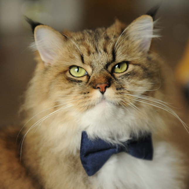 MoriCat Navy Bowtie and Collar Set for Cats