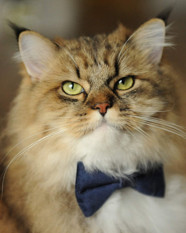 MoriCat Navy Bowtie and Collar Set for Cats