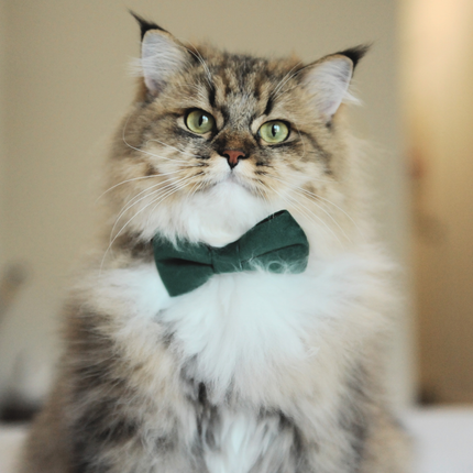 MoriCat Green Bowtie and Collar Set for Cats
