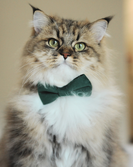 MoriCat Green Bowtie and Collar Set for Cats