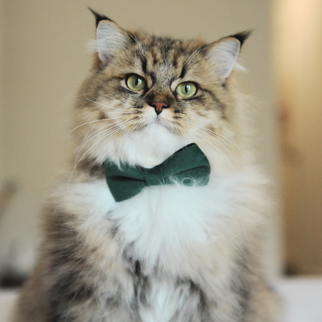 MoriCat Green Bowtie and Collar Set for Cats