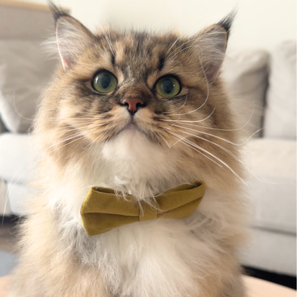 MoriCat Mustard Yellow Bowtie and Collar Set for Cats