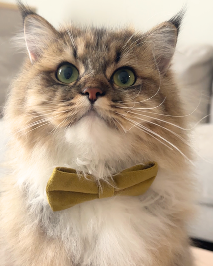 MoriCat Mustard Yellow Bowtie and Collar Set for Cats