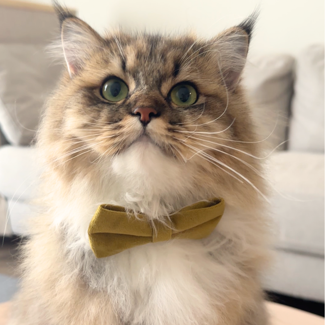 MoriCat Mustard Yellow Bowtie and Collar Set for Cats