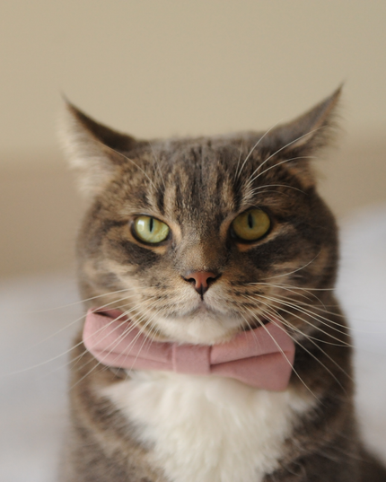 MoriCat Pink Bowtie and Collar Set for Cats