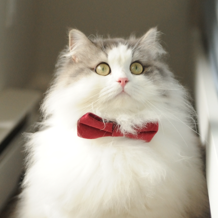 MoriCat Red Bowtie and Collar Set for Cats