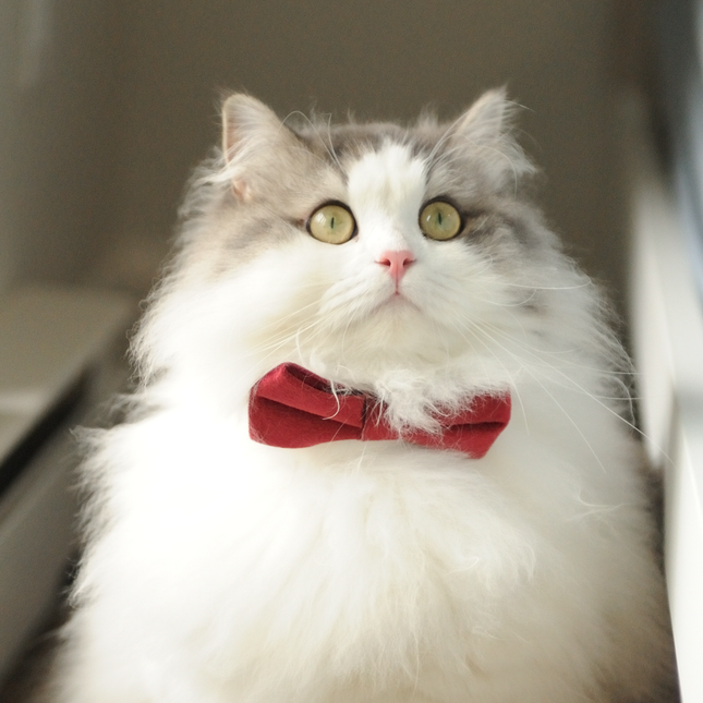 MoriCat Red Bowtie and Collar Set for Cats