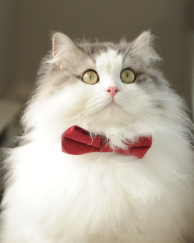 MoriCat Red Bowtie and Collar Set for Cats