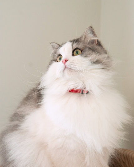 MoriCat Soft Breakaway Red Cat Collar