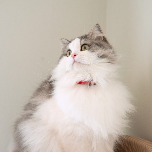 MoriCat Soft Breakaway Red Cat Collar