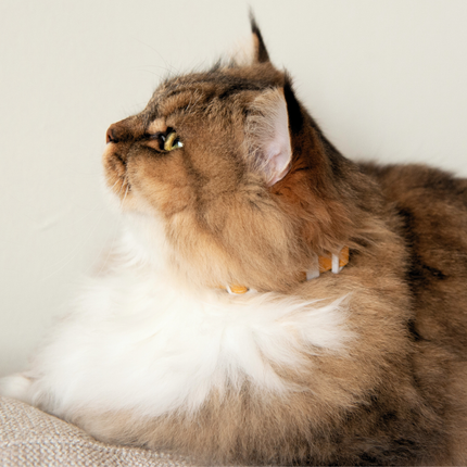 MoriCat Soft Breakaway Yellow Cat Collar