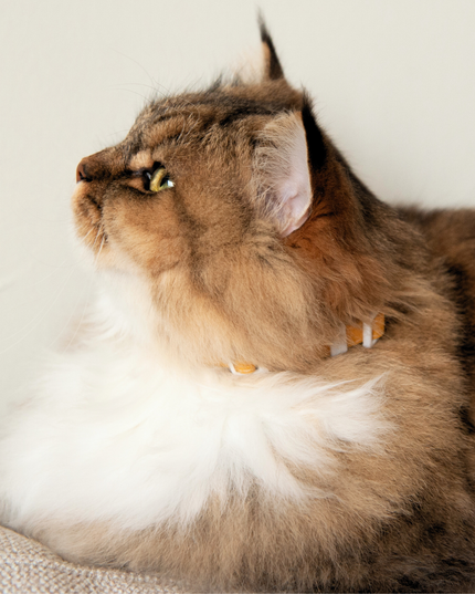 MoriCat Soft Breakaway Yellow Cat Collar