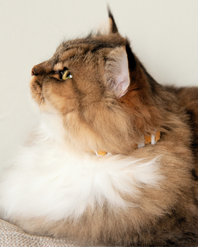 MoriCat Soft Breakaway Yellow Cat Collar