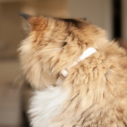 MoriCat Soft Breakaway Beige Cat Collar