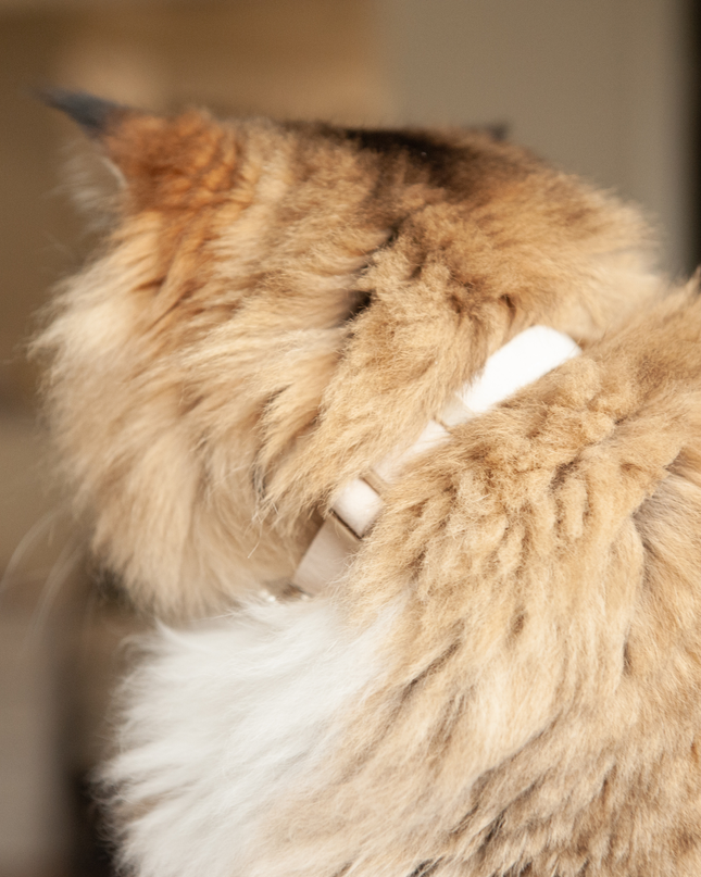 MoriCat Soft Breakaway Beige Cat Collar