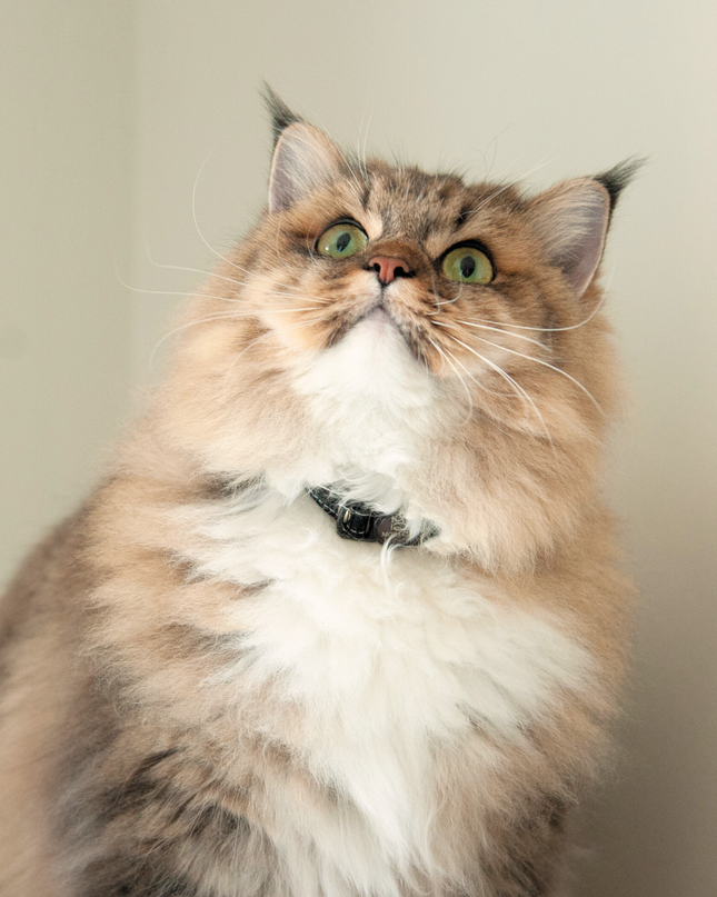 MoriCat Soft Breakaway Black Cat Collar