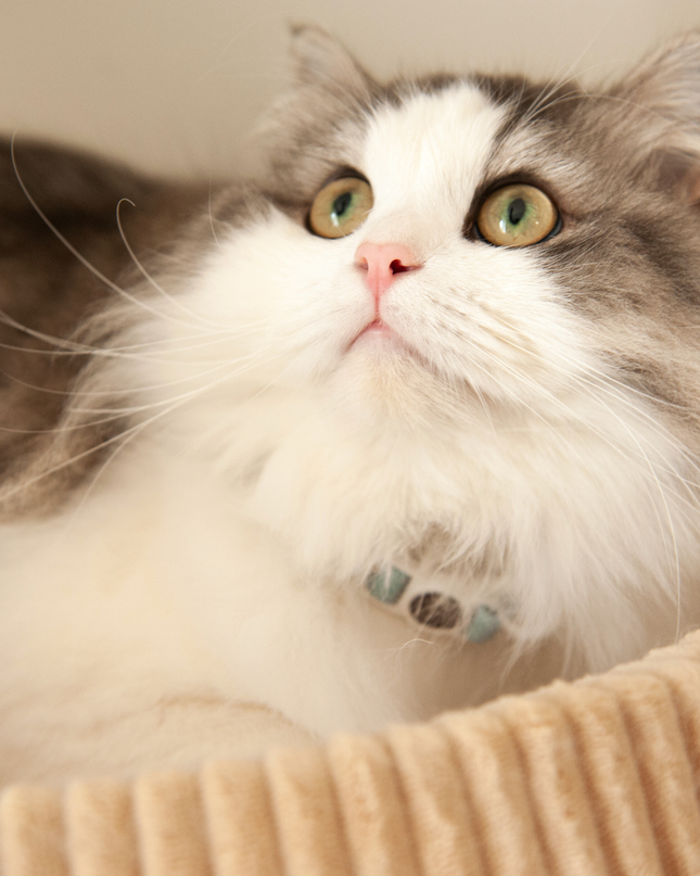 MoriCat Soft Breakaway Blue Cat Collar