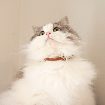MoriCat Soft Breakaway Brown Cat Collar