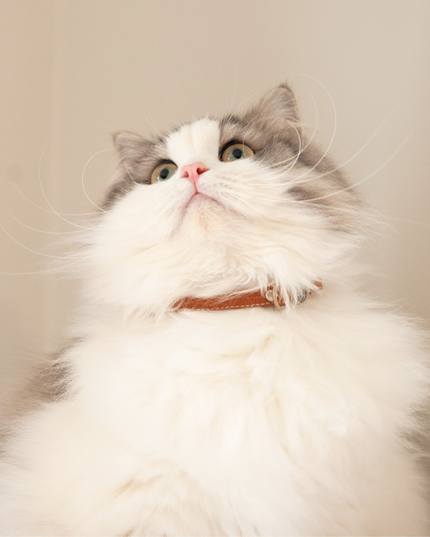 MoriCat Soft Breakaway Brown Cat Collar