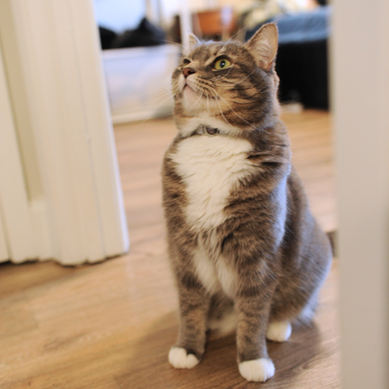MoriCat Soft Breakaway Grey Cat Collar