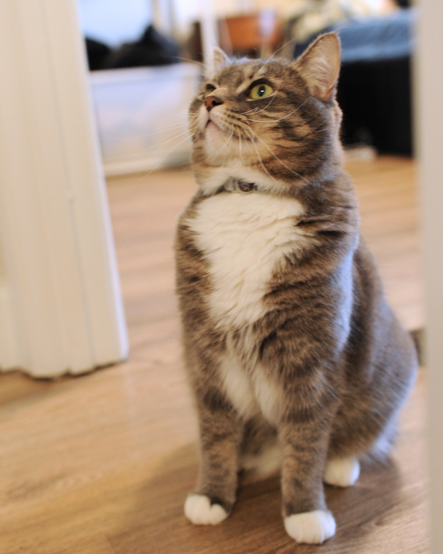 MoriCat Soft Breakaway Grey Cat Collar