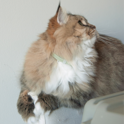 MoriCat Soft Breakaway Green Cat Collar