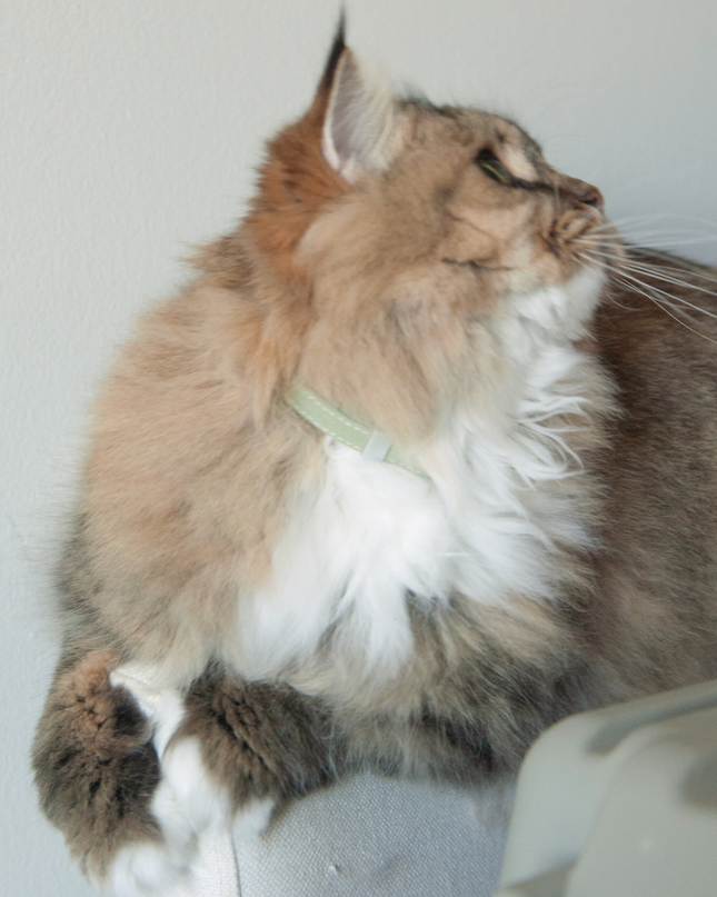 MoriCat Soft Breakaway Green Cat Collar