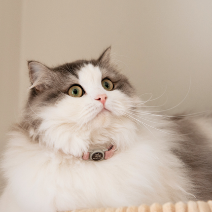 MoriCat Soft Breakaway Pink Cat Collar