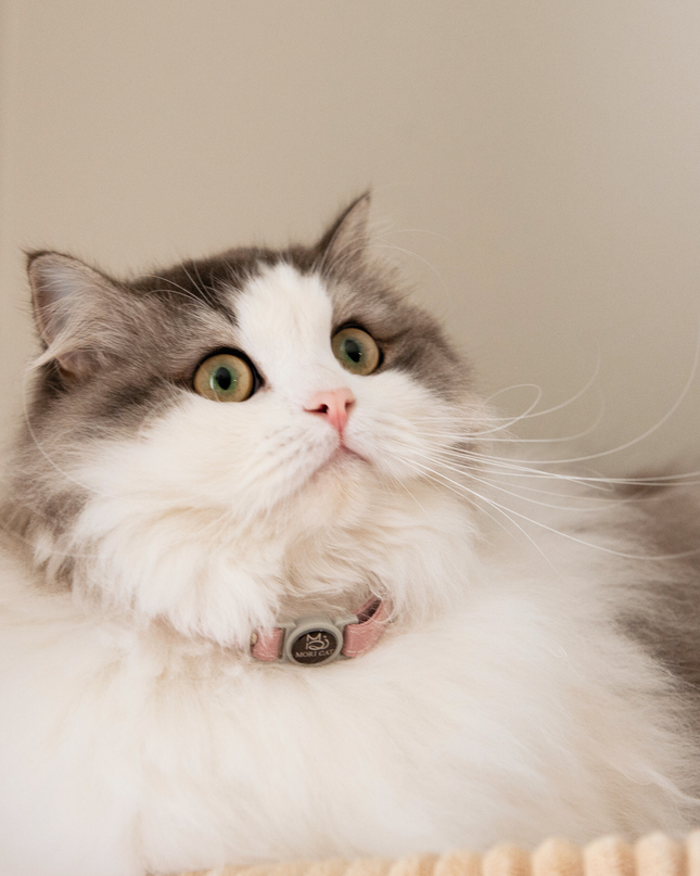 MoriCat Soft Breakaway Pink Cat Collar
