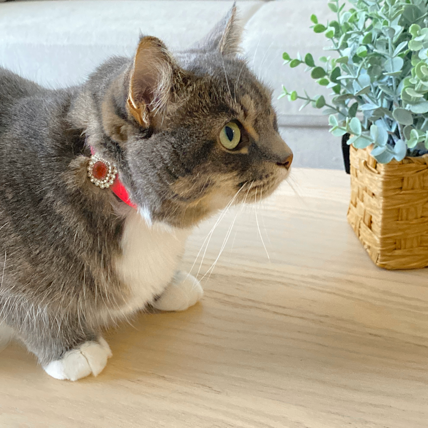 Red Luxury Cat Collar with Halo Gem Charms