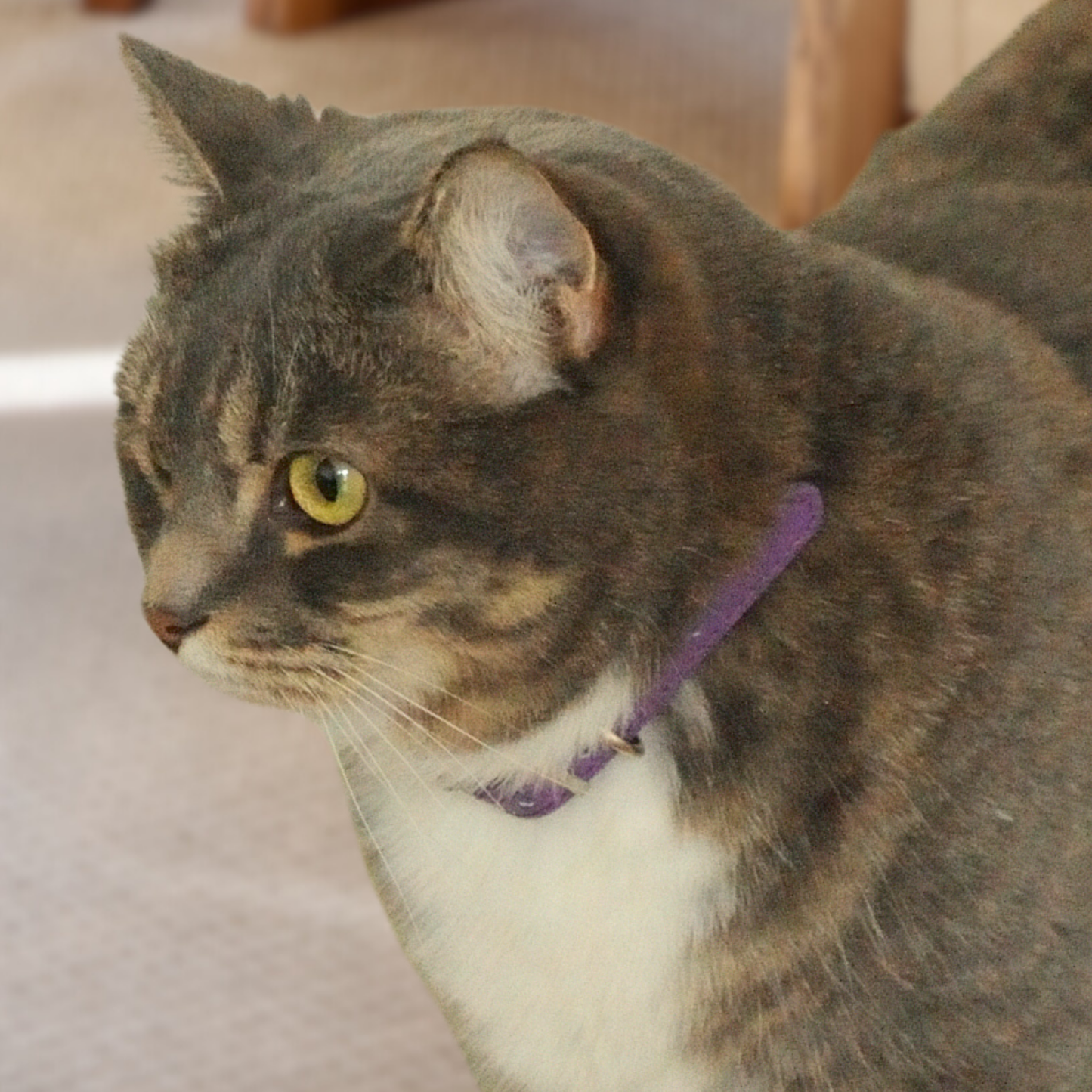 Purple Luxury Cat Collar with Halo Gem Charms