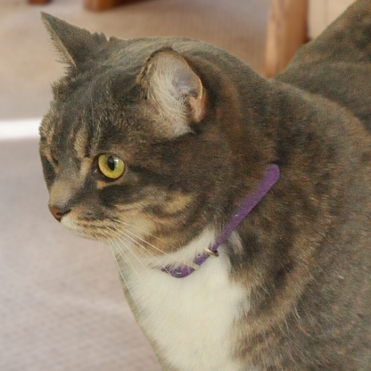 Purple Luxury Cat Collar with Halo Gem Charms