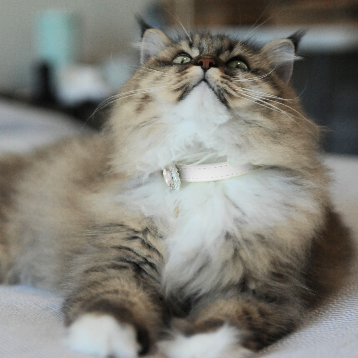 White Luxury Cat Collar with Halo Gem Charms