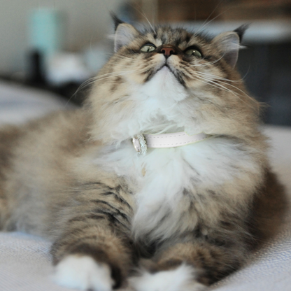 White Luxury Cat Collar with Halo Gem Charms