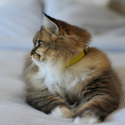 Yellow Luxury Cat Collar with Halo Gem Charms