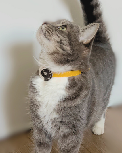 MoriCat Purrmone Calming Bundle