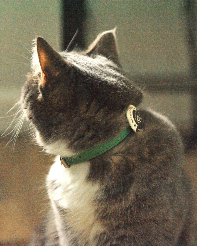 MoriCat Purrmone Calming Bundle