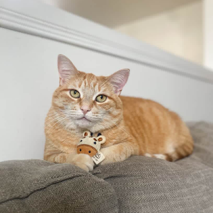 "My official cat review: fresh catnip, safe design, and a very satisfying experience."