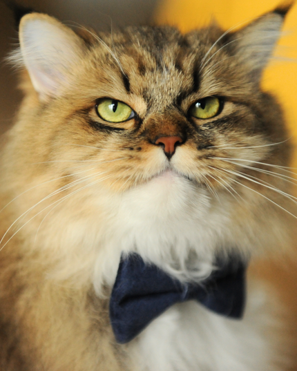 MoriCat Premium Gift Bundle Box with Teardrop Jewel in Sapphire on Blue Collar with Deep Blue Bowtie