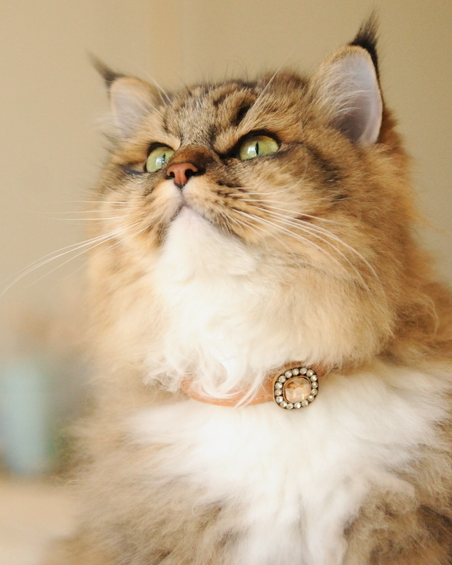 MoriCat Premium Gift Bundle Box with Vintage Bronze Gem in Champagne