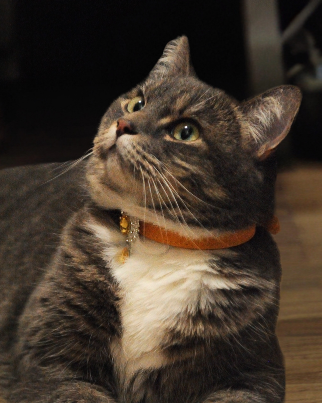 MoriCat Premium Gift Bundle Box with Teardrop Jewel in Citrine on Gold Collar with Golden Bowtie