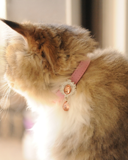 MoriCat Premium Gift Bundle Box with Teardrop Jewel in Rose on Pink Collar with Pink Bowtie