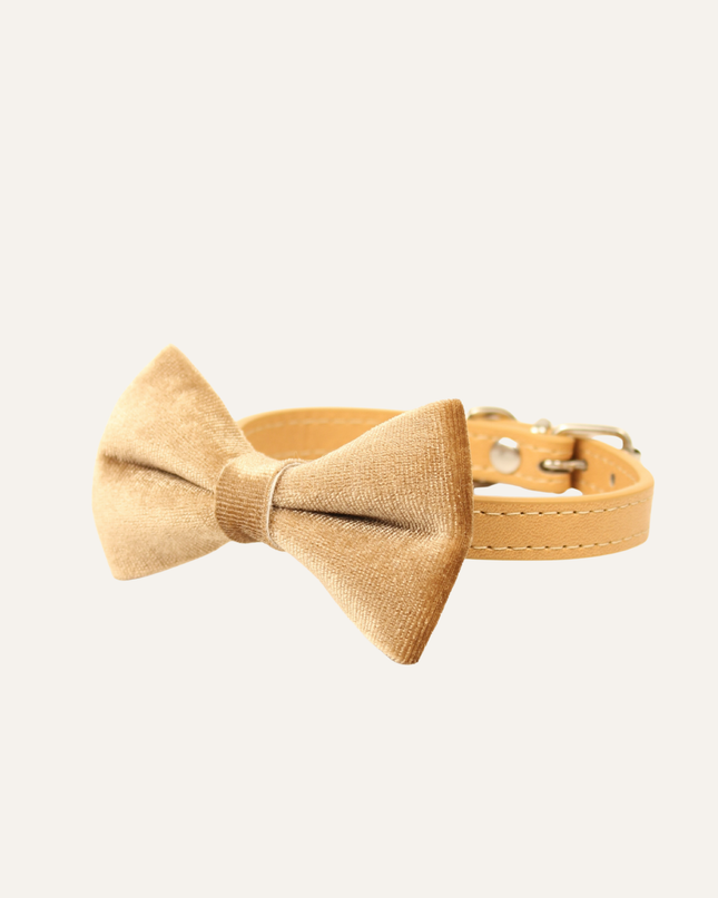 MoriCat Premium Gift Bundle Box with Teardrop Jewel in Citrine on Gold Collar with Golden Bowtie